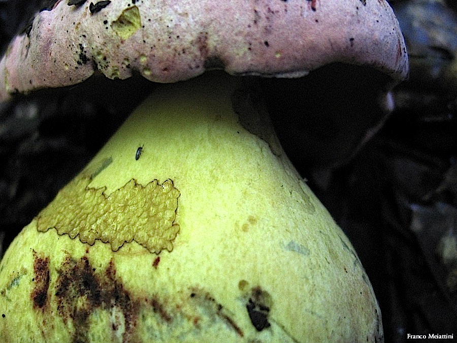 Boletus radicans e B. lupinus